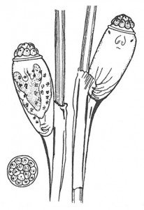 Characteristics of crab lice