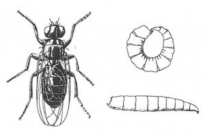 Cheese fly, adult and larvae