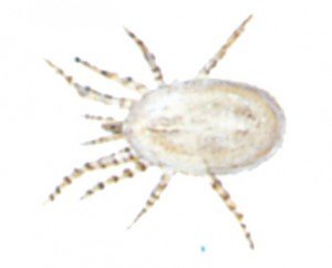 Red Poultry Mite