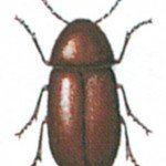 Common furniture beetle