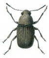 Coffee bean weevil