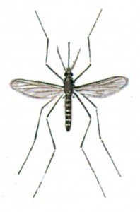 Common gnat