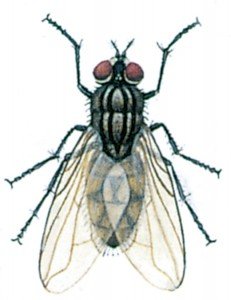 Stable or Biting housefly