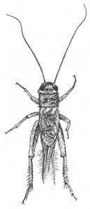 Cricket, male