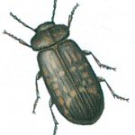 Death-watch beetle