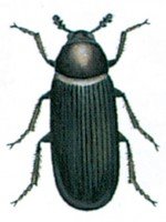 https://www.pestium.uk/wp-content/uploads/2014/10/Dermestid-beetle-Dermestes-haemorrhoidalis-Food-Pests-Page-106-e1418198141679.jpg