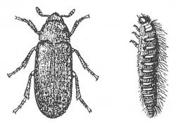 https://www.pestium.uk/wp-content/uploads/2014/10/Dermestid-beetle-adult-and-larva-Food-Pests-Page-107-e1418198210405.jpg