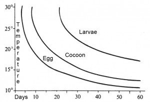 Development rates of the granary weevil eggs