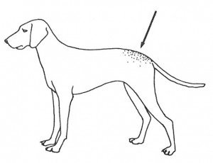 Dog fur mites live on the  lower back