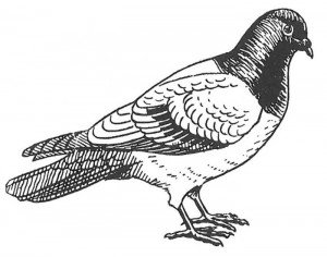 Domestic pigeon