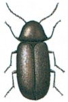 Drugstore beetle