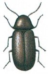 Drugstore beetle