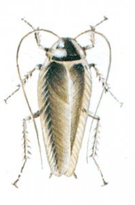 Dusky cockroach