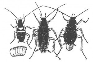 Egg, offspring and adult brown-banded cockroaches