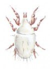 Flour mite, Acarus siro