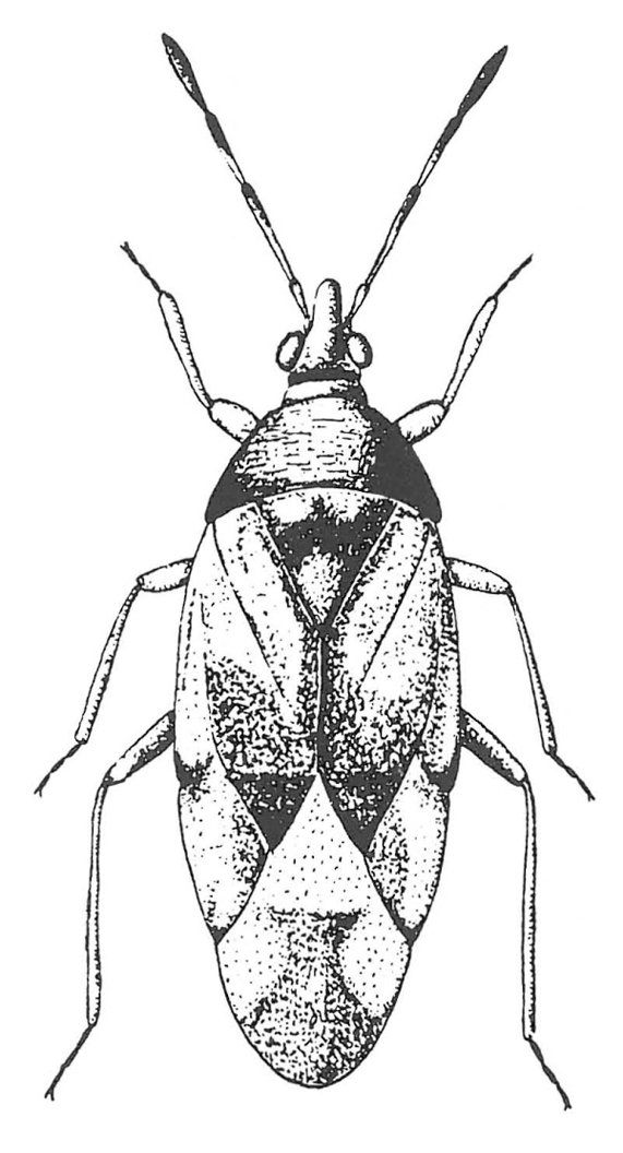 Types Of Flower Bugs Uk