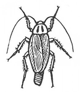 German cockroach, female with egg capsule