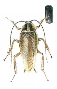 German cockroach