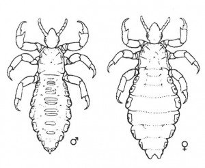 Fig 4. Head lice, male and female. (Grundy)