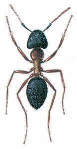 Hercules ant