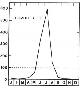 High season for bumblebee