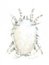 House dust mites