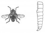 House fly, adult and larva