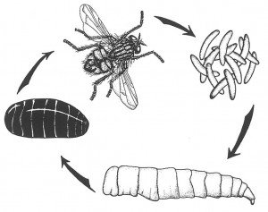 House fly complete metmorphosis