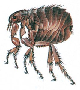 Human flea