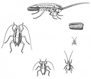 Incomplete metamorphosis of the German cockroach