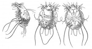 Itch mite seen from the side