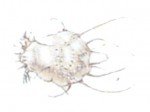 Itch mite