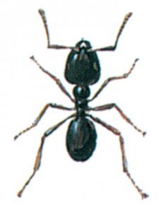 Jet black ant