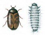 Khapra beetle