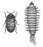 Khapra beetle, adult and larva