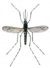 Large mosquito