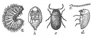 Larva, pupa and full-grown cigarette beetle