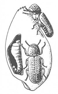 Lesser grain borer larva