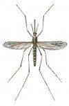 Malaria mosquito