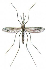 mosquito