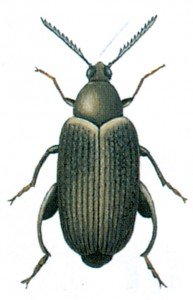 Merchant grain beetle