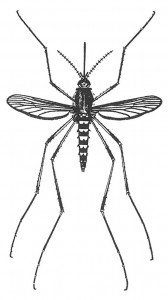 Mosquito, Aedes vexans