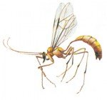 Ophion mosquito