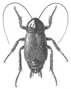 Oriental cockroach, male