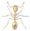 Pharaoh ant