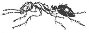 Pharaoh ant seen from side