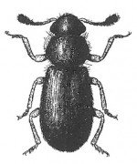 Red-legged kopra beetle