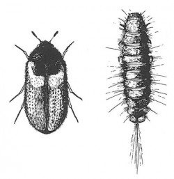 Reesa vespulae, adult and larva.