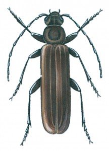 Criocephalus rusticus