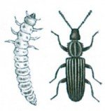 Saw-toothed grain beetle